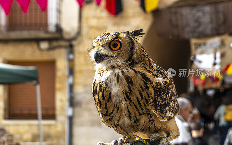 欧亚鹰鸮(Bubo Bubo)